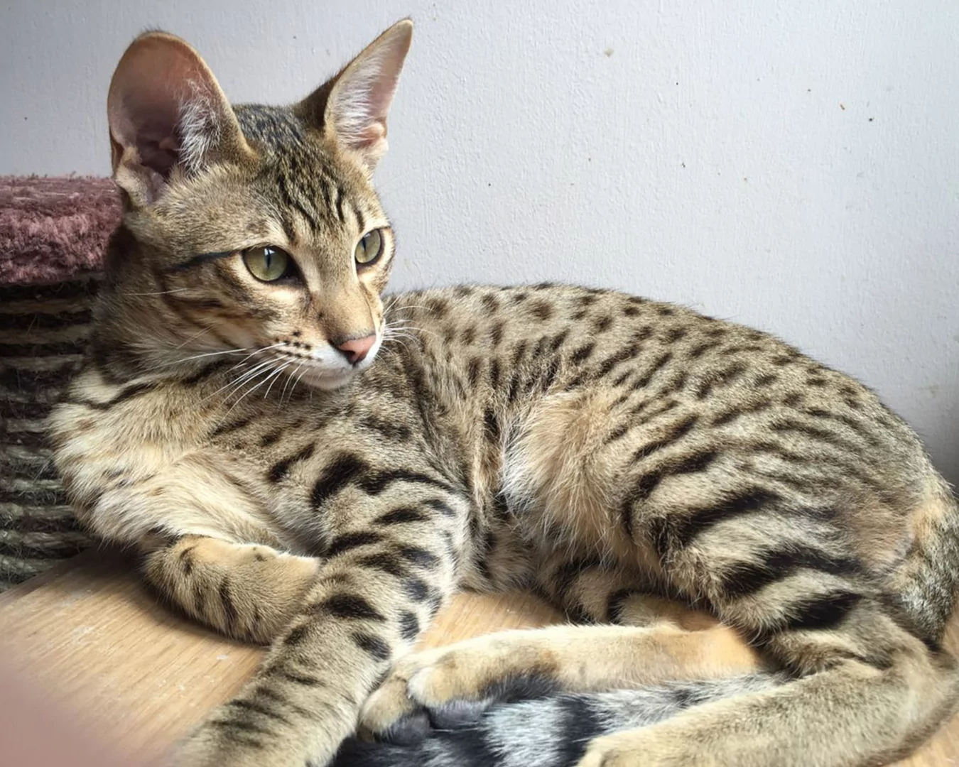 Savannah