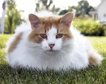 Turkish Van