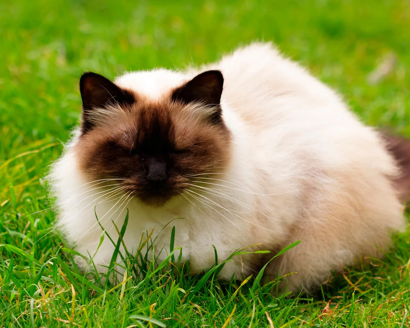 Himalayan Cat