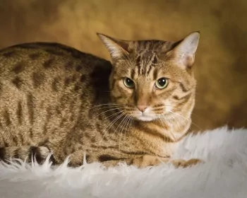 Ocicat