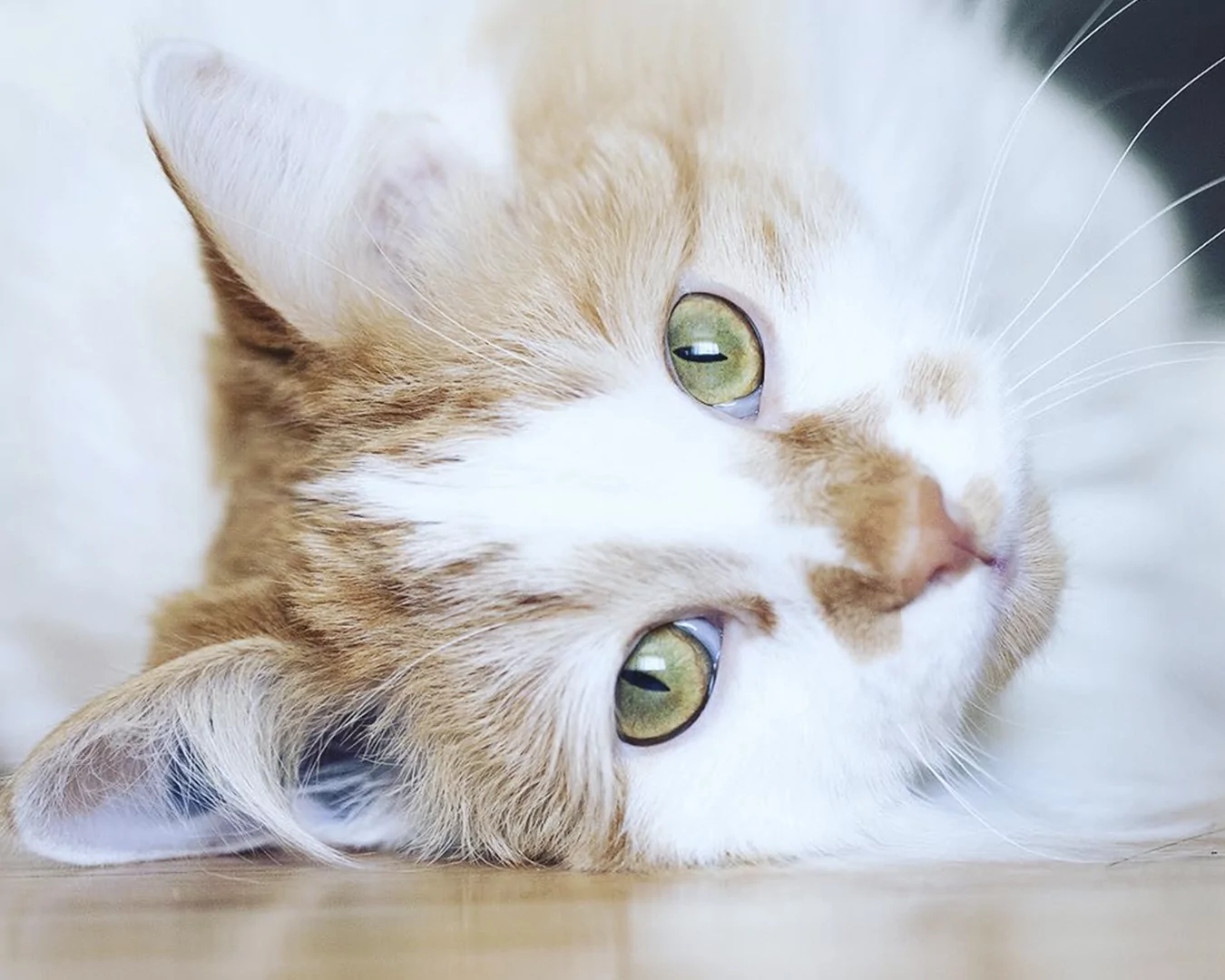 Turkish Van