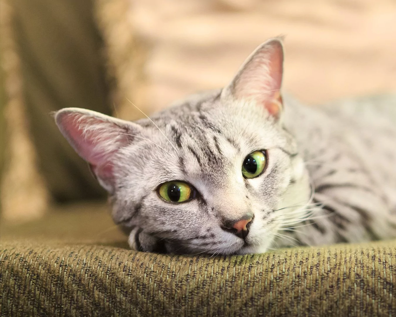 Եգիպտական մաու