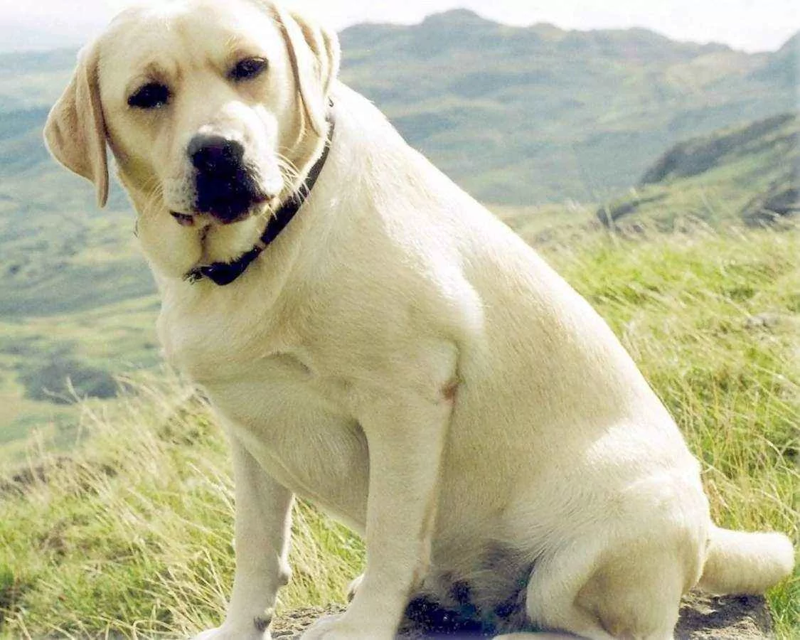 Լաբրադոր ռետրիվեր