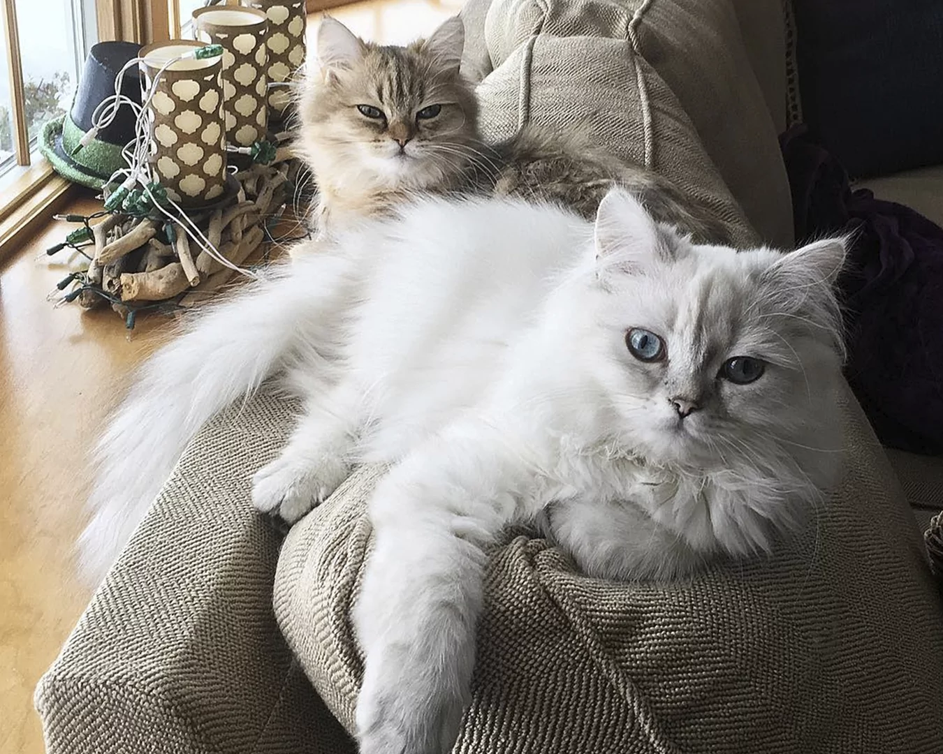 Ragamuffin