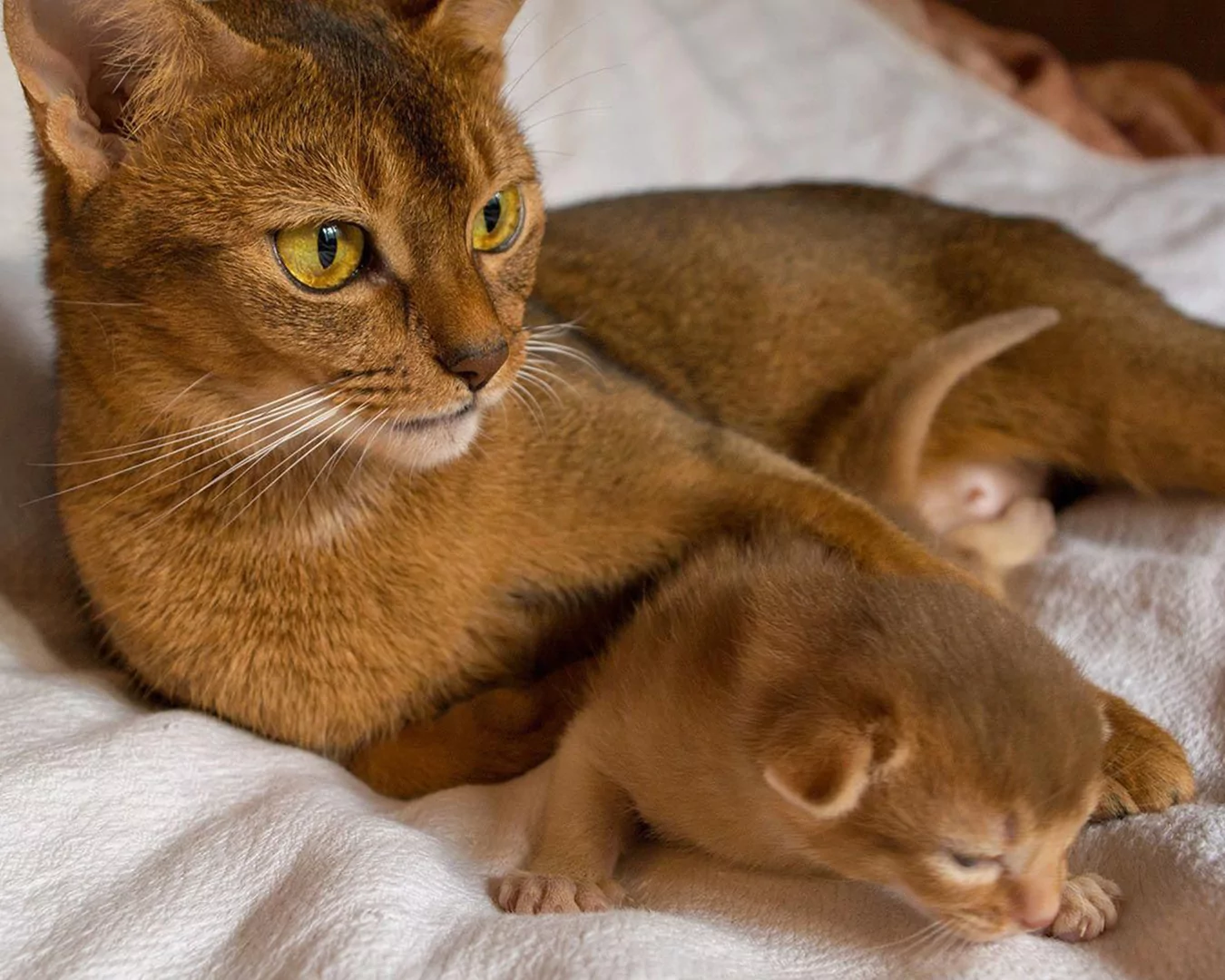 Abyssinian