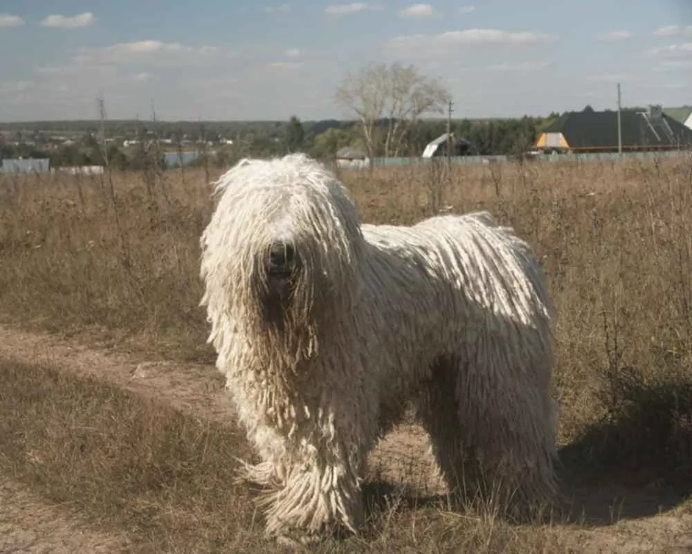 Կոմոնդոր