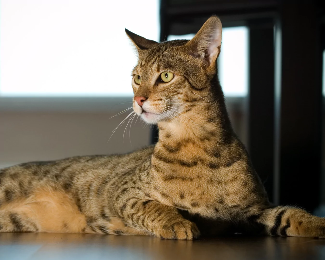 Savannah