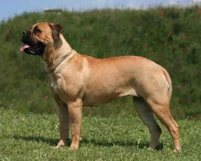Բուլմաստիֆ
