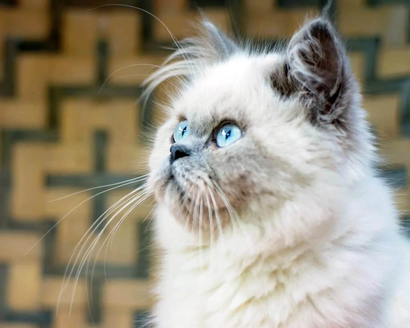 Himalayan Cat